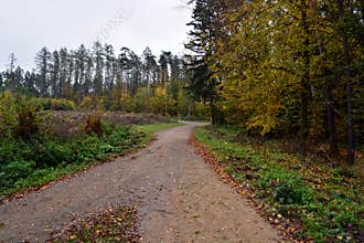 Crossroad in autumn forest
