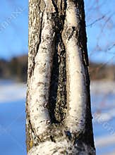 Crack in the trunk of the tree like a vagina