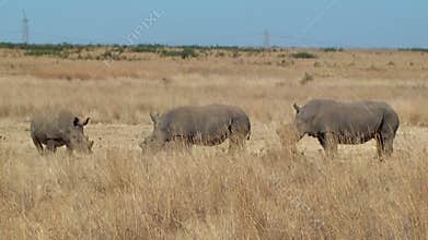 Rhino family poaching horn South Africa