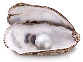 Oyster with pearl isolated.