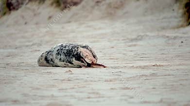 Seal giving birth to it's baby