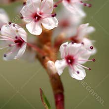 Polygonum affine, Himalayan bistort, Mountain knotweed,