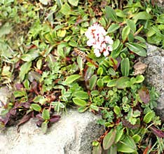 Polygonum affine, Himalayan bistort, Mountain knotweed,