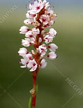 Polygonum affine, Himalayan bistort, Mountain knotweed,