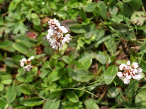 Polygonum affine, Himalayan bistort, Mountain knotweed,
