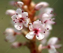 Polygonum affine, Himalayan bistort, Mountain knotweed,
