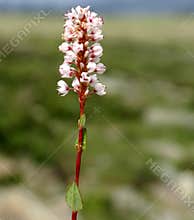 Polygonum affine, Himalayan bistort, Mountain knotweed,