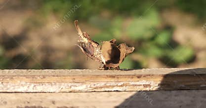 Bagworm Larva Crawling on branch Close Up, Case Bearing Caterpillar Insect Macro India