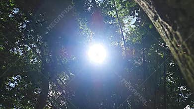 Sunlight Rays Through Forest Trees, Green Woodland Sun Flare Nature,, India