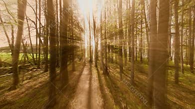 Sun beaming light. woods background. Forest trees at sunset
