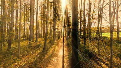 Flying trough forest trees. sunset light beaming