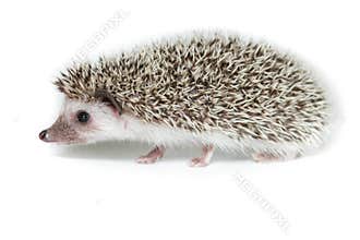 Atelerix albiventris, African pygmy hedgehog.