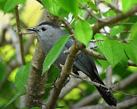 Bird - Gray Catbird 
