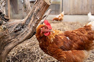 Close up brown hen beside wooden stump in farmyard enclosure