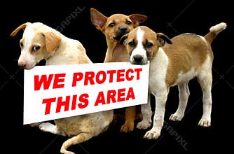 Beware of dogs