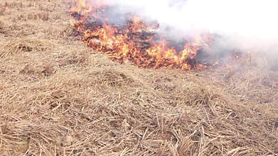 Stubble Burning in India, Parali Fire in Agricultural Field Causing Air Pollution and Smoke