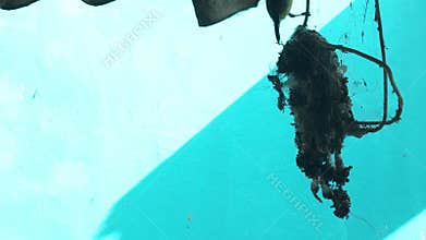 Purple-rumped sunbird building hanging nest using spider web and dry leaves
