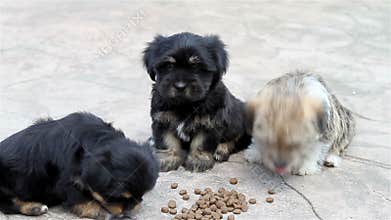 Three puppies eating outside