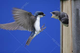 Tree Swallow Feeding Babies