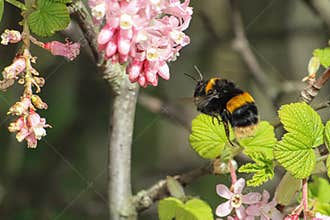 Bumblebee and Currant Plant Flowers