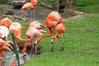 Flamingos gather near water during the day at a park with green grass and trees