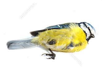 Deceased blue tit
