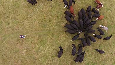 Cattle in field drone view
