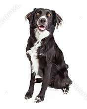 Beautiful Border Collie Mix Breed Dog Sitting - Extracted