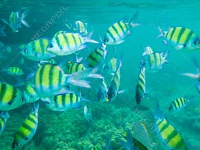 Tropical fish