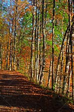 Autumn Hiking Trail