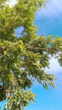 Sunlit tree branches and leaves blue sky Damascus