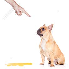 Dog pee