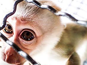 Sad caged monkey