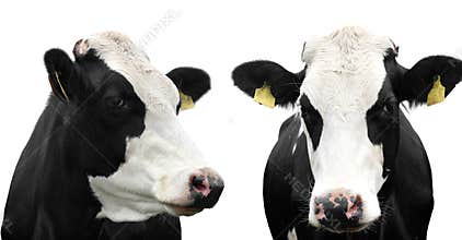 Two cows