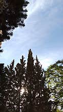 Tall cypress trees silhouette sun rays blue sky Damascus