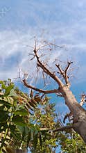 Bare tree branches with clouds blue sky Damascus