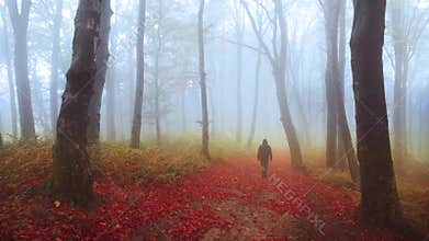 Fog and falling leaves in a forest during autumn