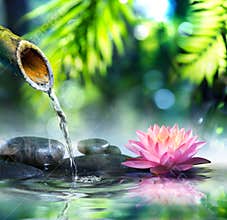 Zen garden with black stones and waterlily