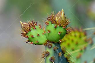 Macro detail of a prickly pear cactus , Opuntia ficus indica, with young fruits