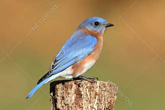 Male Eastern Bluebird