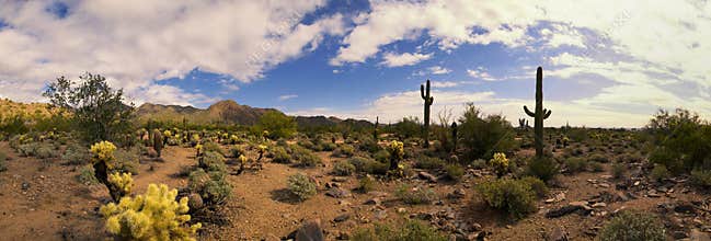 Arizona desert cactus and mountains panorama