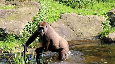 Gorilla runs into water to find food