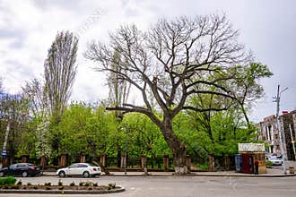 Old tree in city park with cars passing by