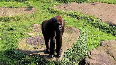 Watching and walking female gorilla