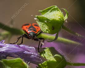 European Firebug Searching for Pollen on a Violet Flower