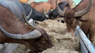 Buffaloes are eating straw
