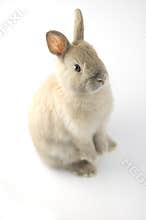 Baby of Netherland dwarf rabbit