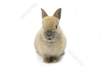 Baby of Netherland dwarf rabbit