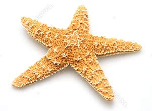 Starfish