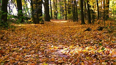 Autumn Leaf Fall in Calm Weather